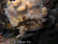 spotted this ghost pipefish on a night dive off vistamar. by Oliver Ko 